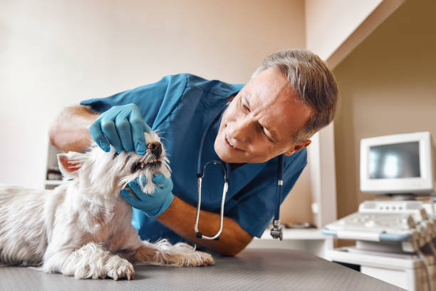 Best Emergency Dentist for Knocked-Out Tooth in Lowell, MA